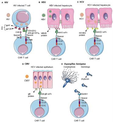 CAR T Cells Beyond Cancer: Hope for Immunomodulatory Therapy of Infectious Diseases